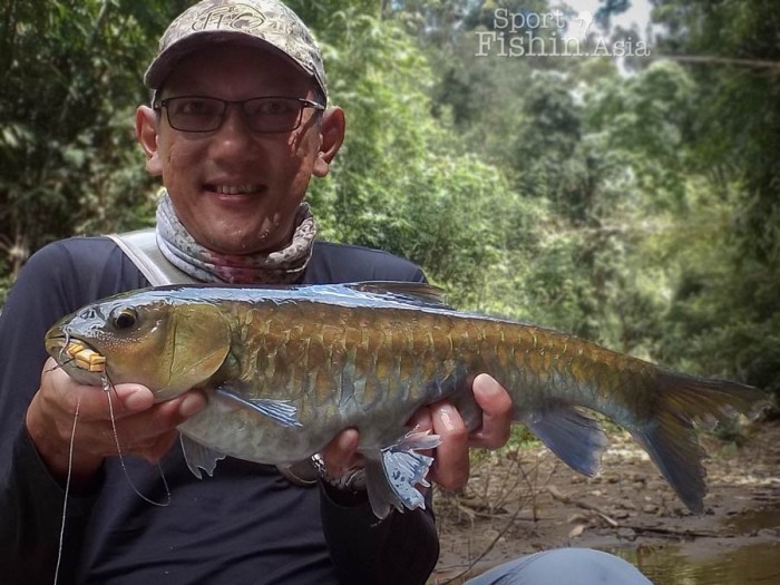 A fat thai mahseer