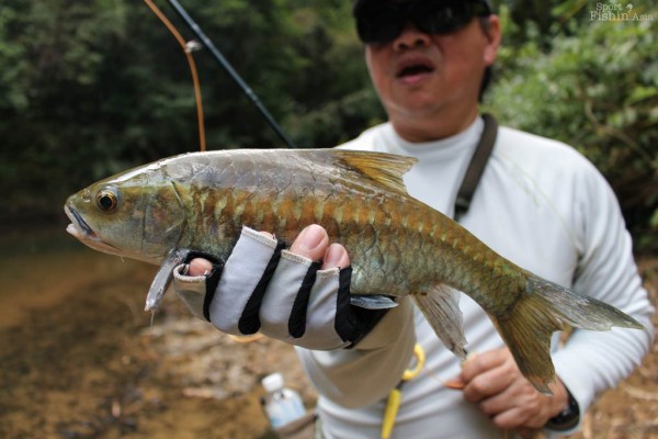 Big beautiful scales are hallmarks of the mahseer