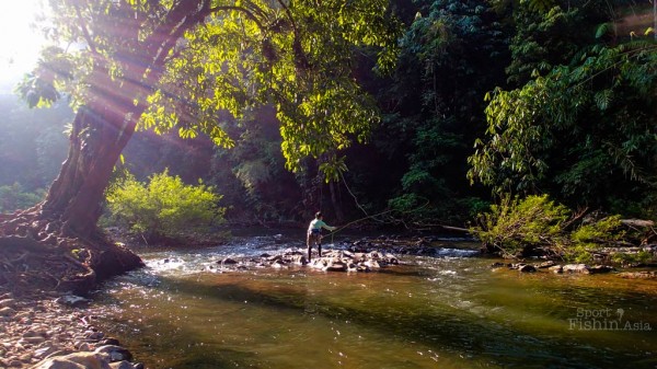 First cast amongst the canopies at sunrise