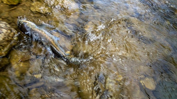 It's quite incredible how many mahseer you can encounter and possibly catch in the rivers here.