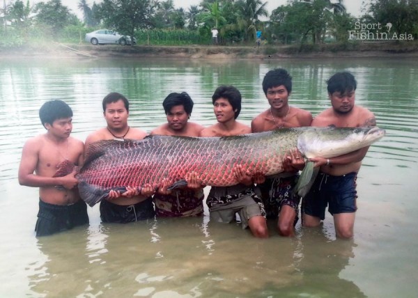 How big are the arapaima in AmazonBKK? Just look at the size of the head.