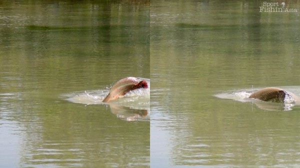 Always quite a sight to watch big fish rising