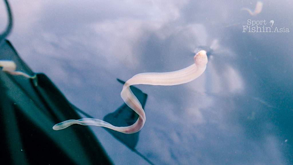 UFO – Unidentified Floating Organism