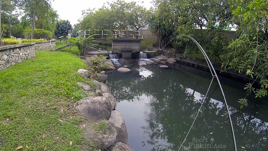 Urban Fly Fishing – Canal Tilapias