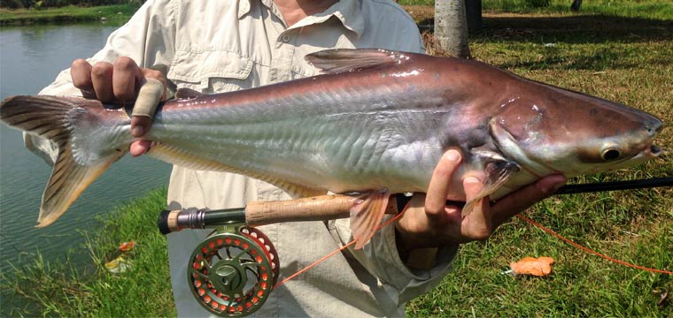 Freshwater Shark and GT