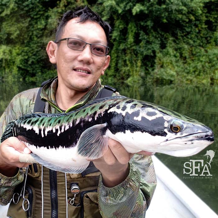 Giant Snakehead Fishing – Royal Belum