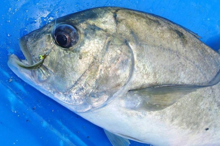 The roaming giant trevally are tempted with small flies