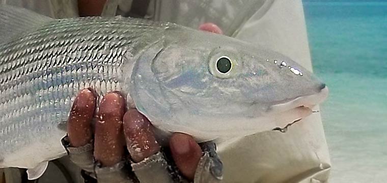 Bonefish in Kuala Rompin Malaysia