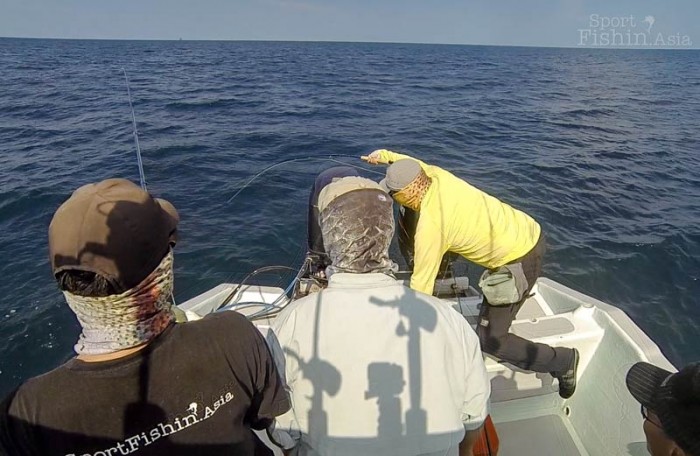double-hookup-fly-fishing-rompin-sailfish