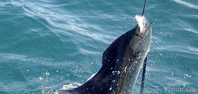 Fly fishing for sailfish with Dron Lee and gang