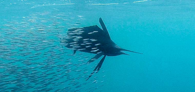 Anchovies – Sailfish’s Favourite Food
