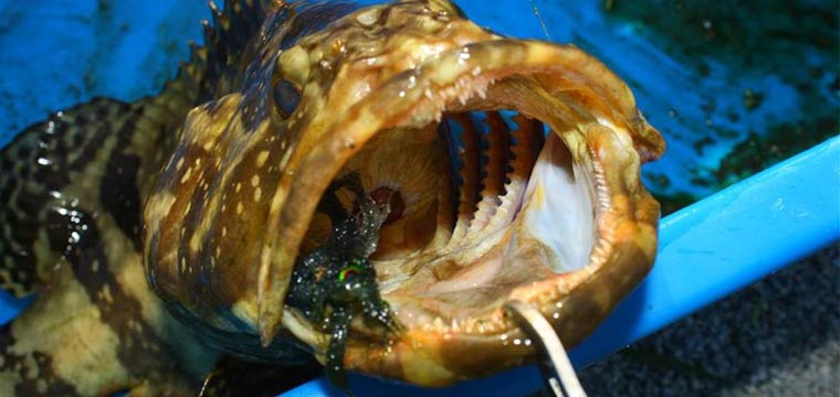 Bigger Fish at SW Jurassic Pond