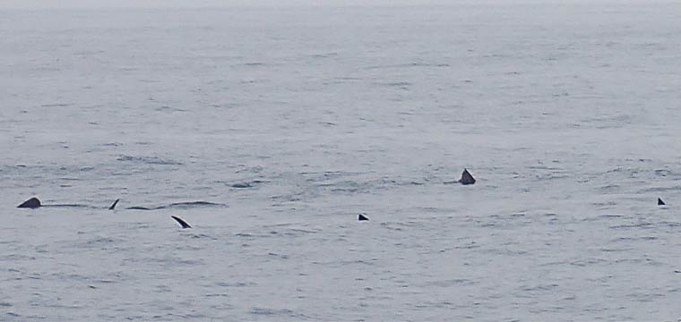 Finning and Tailing Sailfish