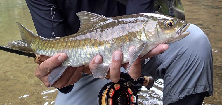 Put The Fly Where The Mouth Is – Thai Mahseer Fishing Tips and Video