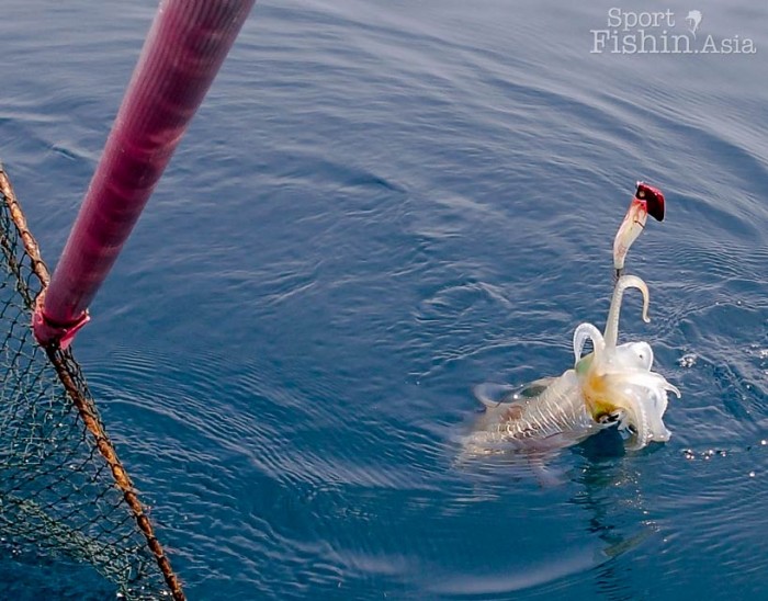 sailfish-fly-fishing-rompin-doc_151009_6690