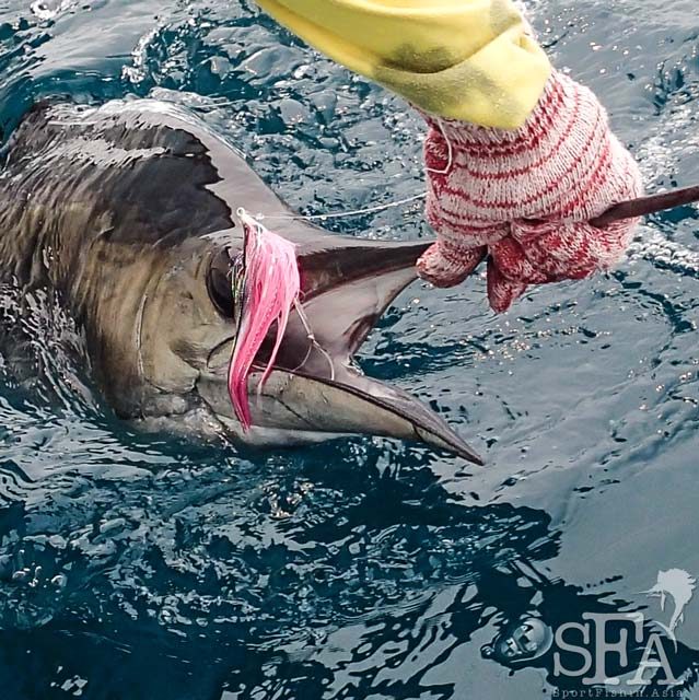 Fly Fishing Rompin Sailfish