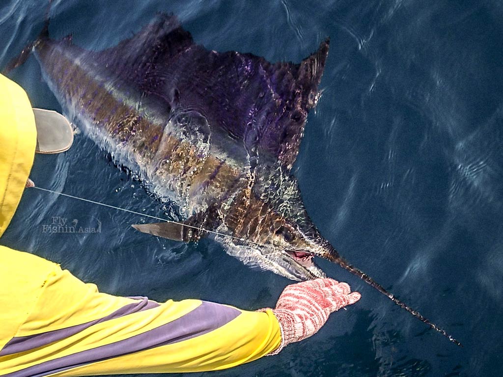 Of Happy Endings and Fly Fishing for Sailfish in Rompin – PG13 rated video