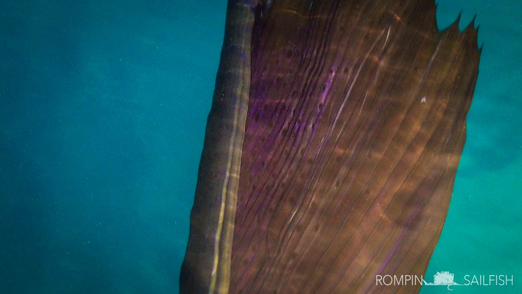 Rompin Sailfish 2016 Season