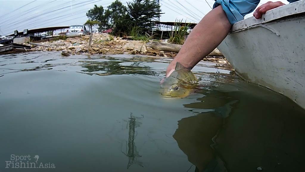 Urban Peacock bass with Phil