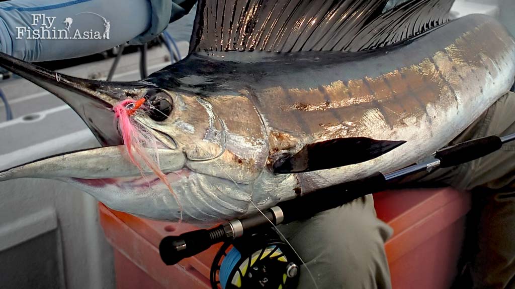 Sailfish on fly – When it comes together
