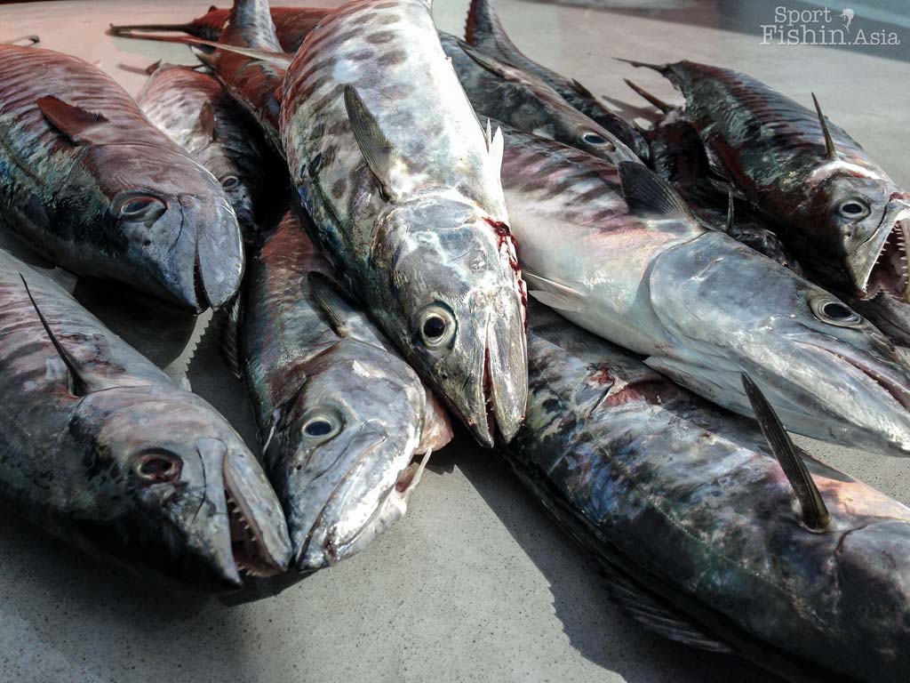 grouper fish in spanish