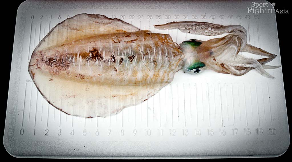 How to Gut Squid