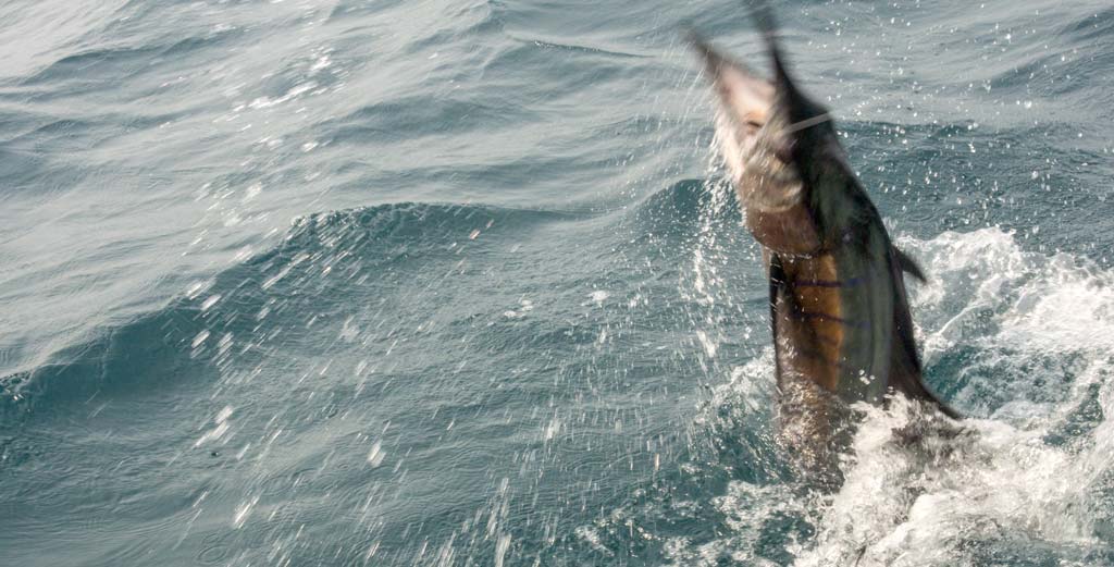 One of The Most Acrobatic Fish in The Sea