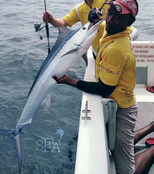 What Other Fish Species Can You Catch in Rompin Other Than Sailfish