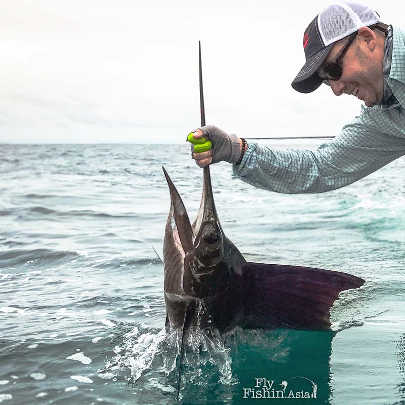 Fly fishing for Sailfish in Rompin Video by David Carr