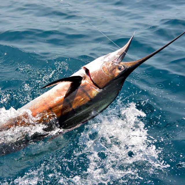 Epic Day in Rompin Video – Hot Fishing and Geoff With A Black Marlin