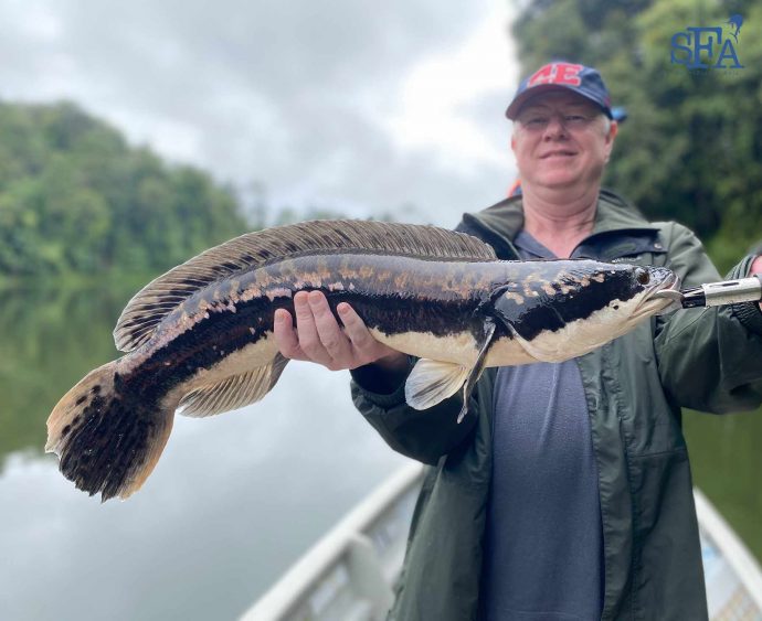 Toman Giant Snakehead Fishing Malaysia Mark And Warrens Rainforest