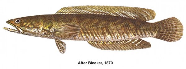 Haruan – Striped Snakehead, Common Snakehead, Channa Striata