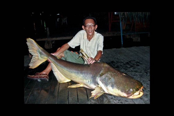 Fishing the Giant Mekong Catfish at Bung Sam Ran Thailand