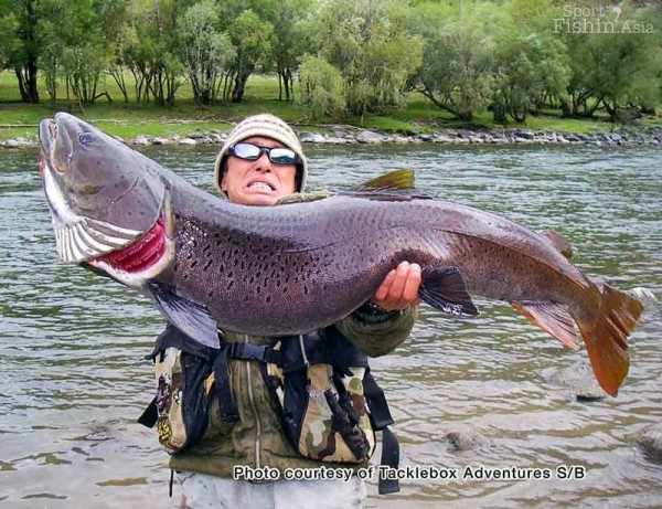 The mighty Taimen, mega fish of the Mongolian rivers