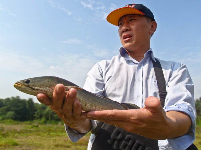 Haruan Striped Snakehead fish