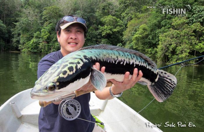 Fly Fishing Wild Toman (giant snakehead)
