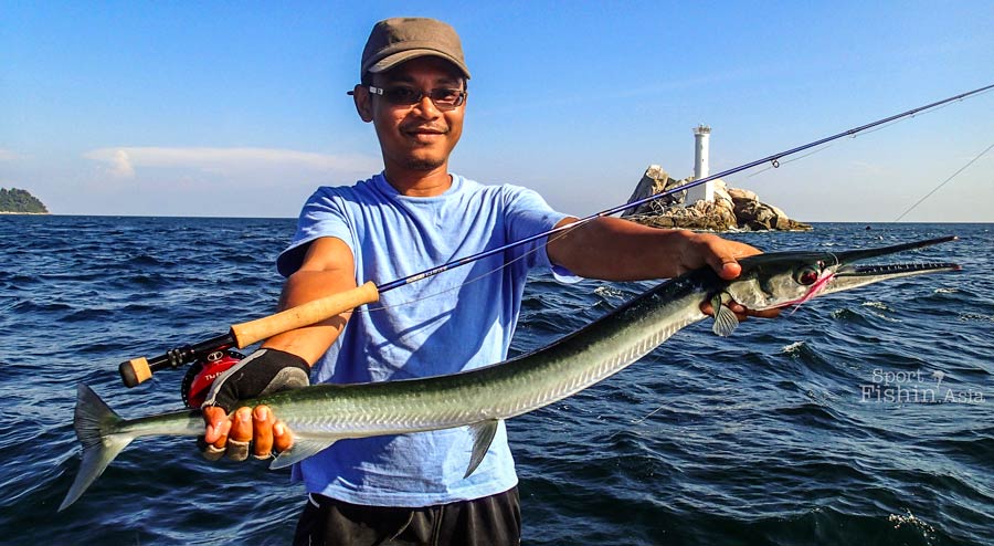 Longtom Garfish - Todak, Hound needlefish (Tylosurus crocodilus