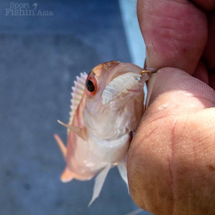 Cymothoa exigua паразит фото