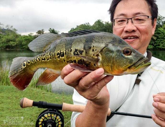 Peacock bass fly-fishing tips - Sport Fishing Asia