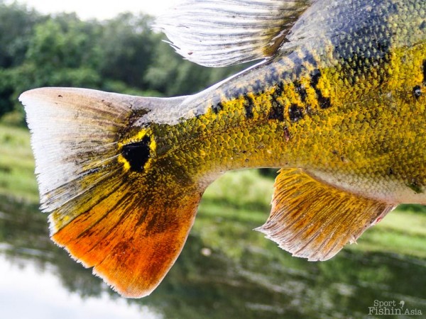 Peacock Bass fishing in Clearwater Sanctuary Ipoh, Malaysia
