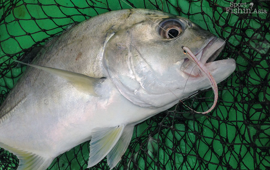 The GTs are not big, yet. But at least they strike at artificial baits and fight hard.
