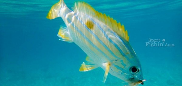 Bluestrip Snapper – Lutjanus Kasmira