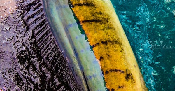 Kuala Rompin Sailfish wallpaper