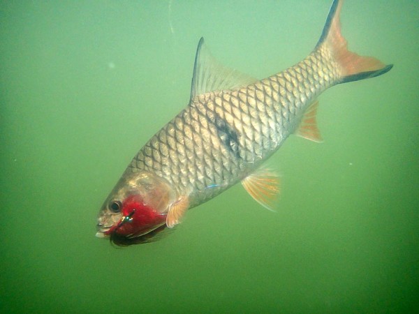 Split-tail Fly for Sebarau – Hampala barb