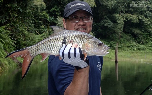 Sebarau on Popper Fly