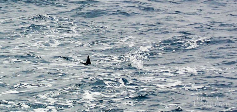 The Thrill of the Chase: Teaser-Trolling for Sailfish