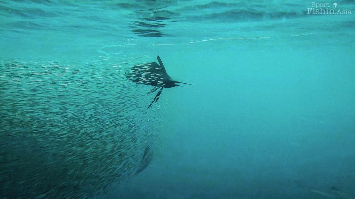 Sailfish with a baitball of anchovies in Kuala Rompin Malaysia