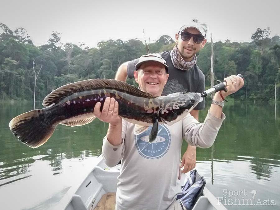 buying snakehead fish