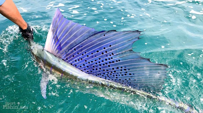 stunning sailfish lit up sail dorsal fin