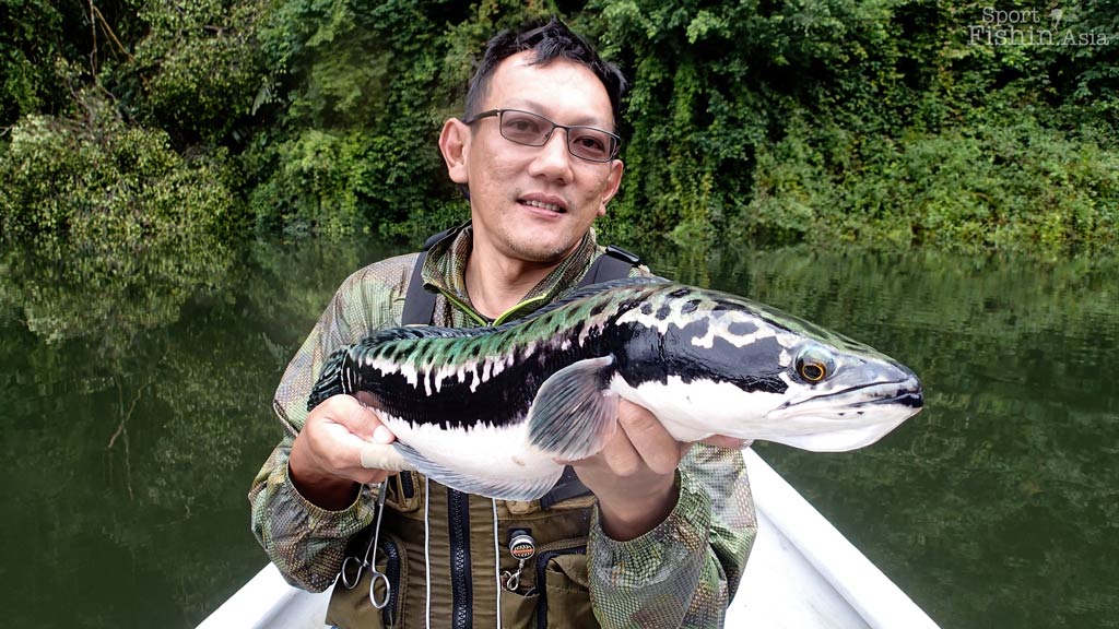 Giant snakehead fishing in Malaysia